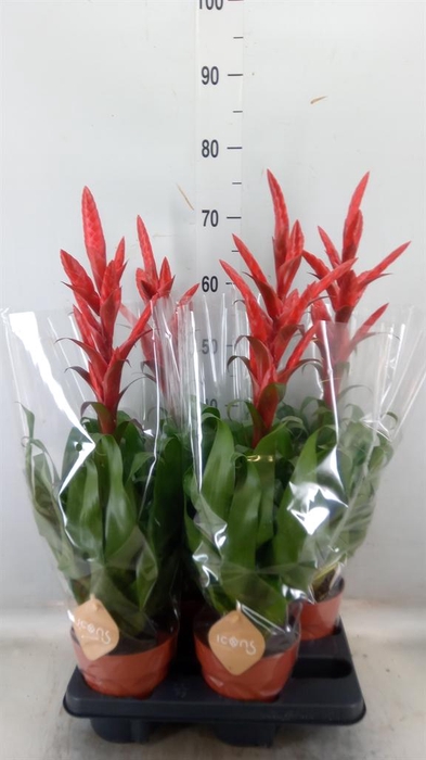 <h4>Tillandsia  'Naomi'</h4>