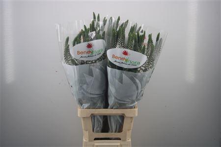 <h4>Lysimachia Moonlight</h4>