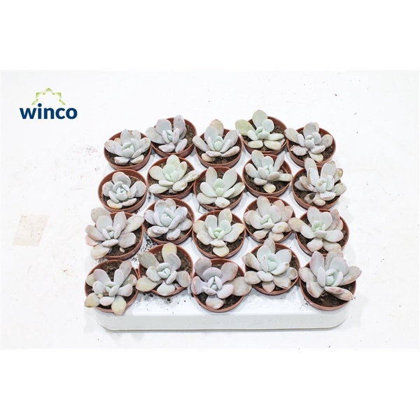 <h4>Echeveria Laui</h4>