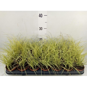 Carex hachijoensis 'Evergold'