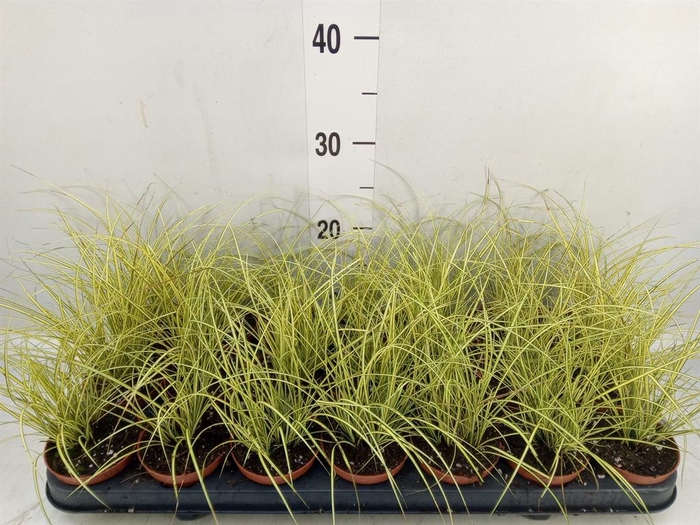 <h4>Carex hachijoensis 'Evergold'</h4>