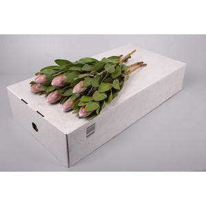 Protea Penny Pink