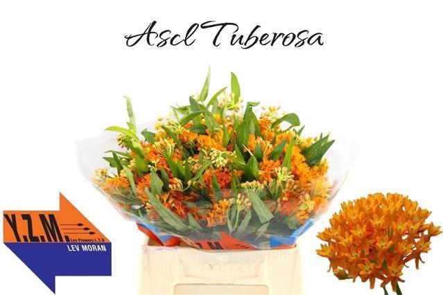 <h4>ASCL TUBEROSA</h4>