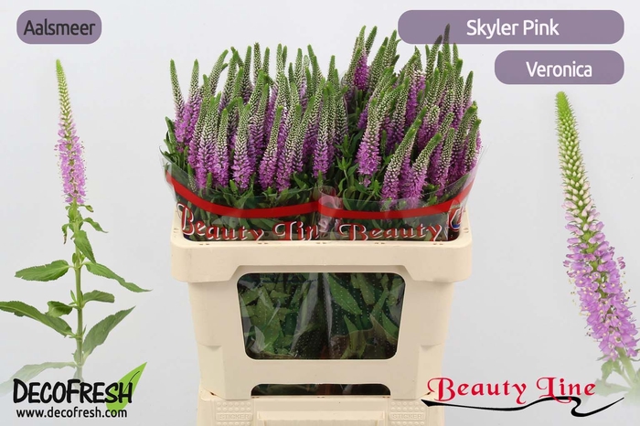 Veronica Skyler Pink