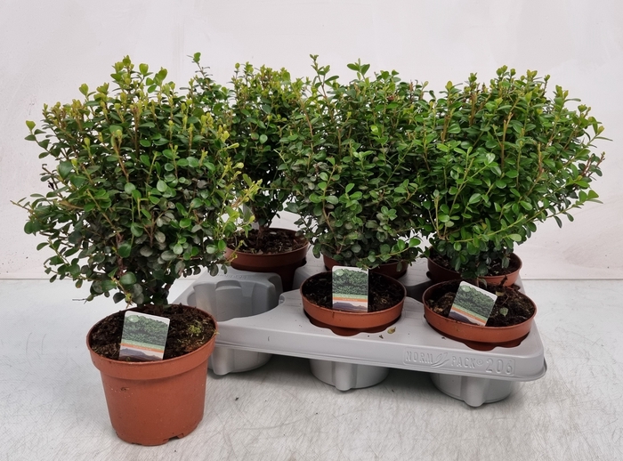 <h4>MYRSINE AFRICANA</h4>