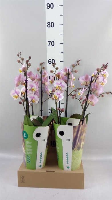 <h4>Phalaenopsis  'Corolla Beach'</h4>