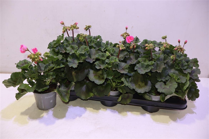 <h4>arr8 Pel Zon Tosc Hanna</h4>