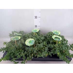Delosperma echinatum