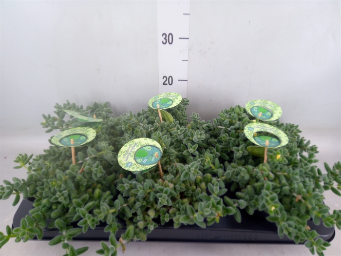 <h4>Delosperma echinatum</h4>