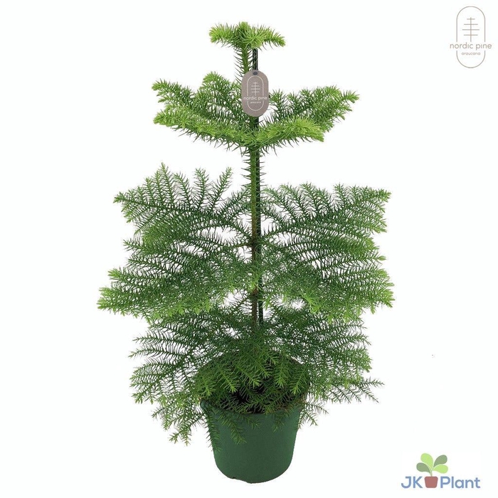 <h4>Araucaria Heterophylla 17Ø 60cm 1pp</h4>