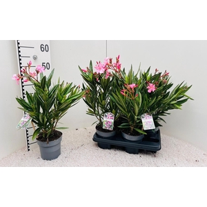 Nerium Oleander Pink