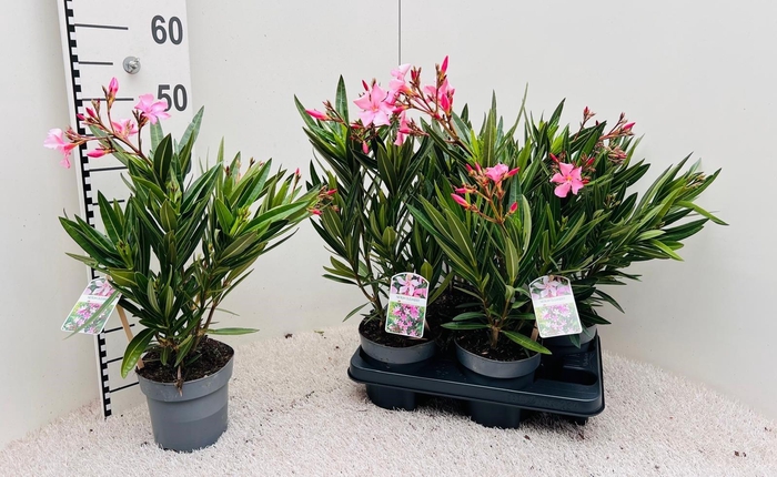 <h4>Nerium Oleander Pink</h4>