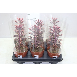 Kalanchoe Pink Special