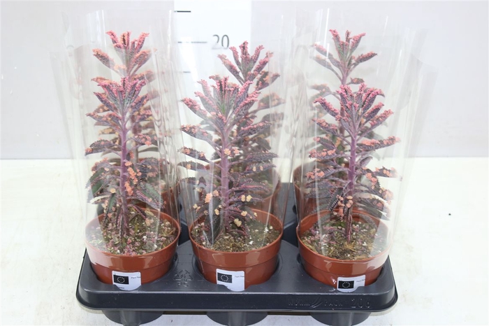 <h4>Kalanchoe Pink Special</h4>