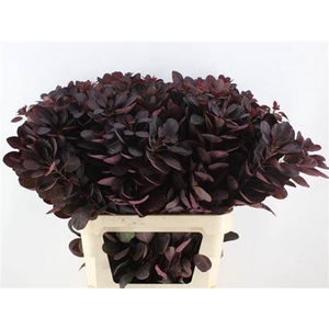 Cotinus C Royal Purple