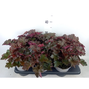 Heuchera micrantha 'Palace Purple'