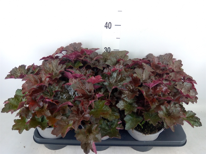 <h4>Heuchera micrantha 'Palace Purple'</h4>