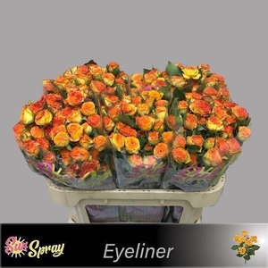 Rosa spray eyeliner