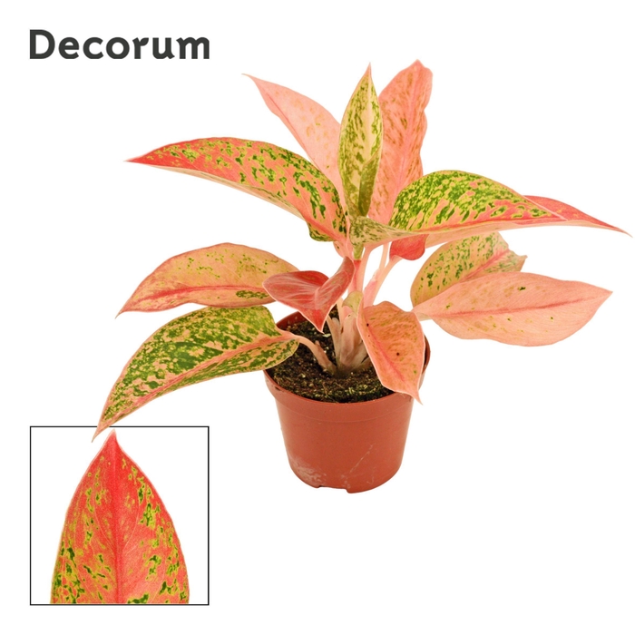 <h4>Aglaonema Prestige 9 cm (Decorum)</h4>