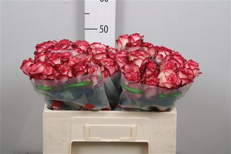 <h4>R Gr Paloma</h4>