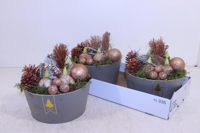 <h4>ARR HYACINTH</h4>