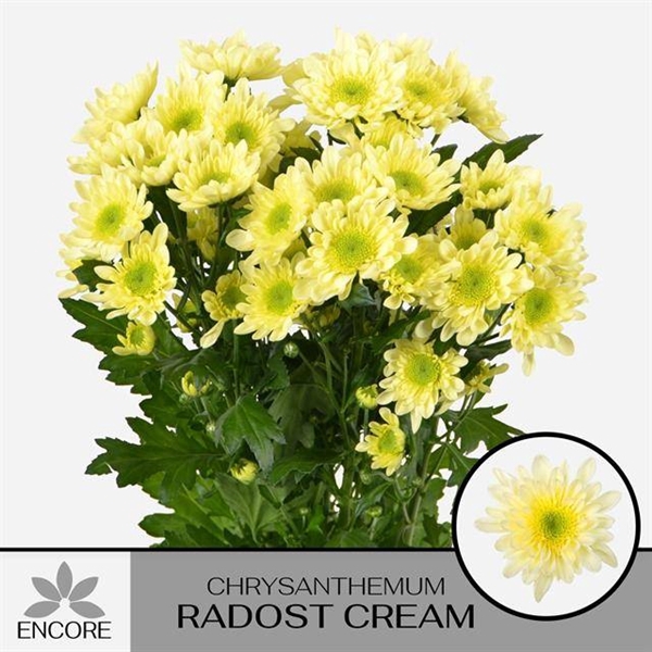 <h4>CHR T RADOST CREAM</h4>