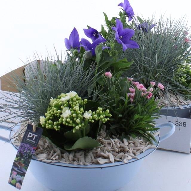 <h4>ARR TUINPLANTEN</h4>