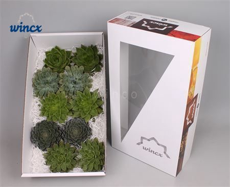 Echeveria Green Mix (wincx) Cutfl (5 Spcs) Wincx-1