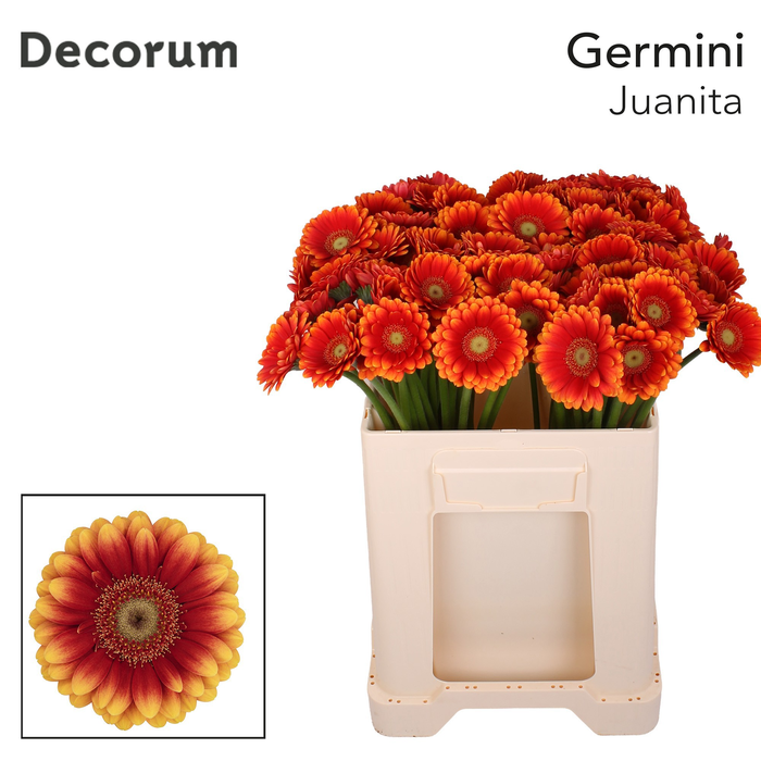 <h4>Germini Juanita Water/Hoes x80</h4>