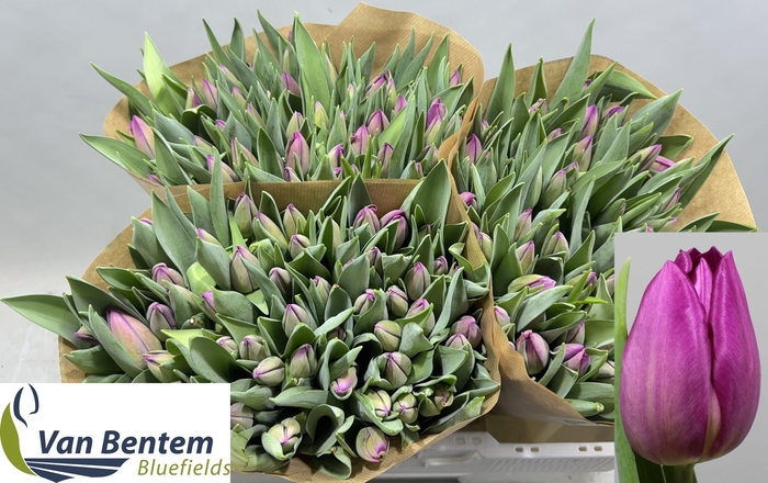 <h4>TU EN GOMERA</h4>