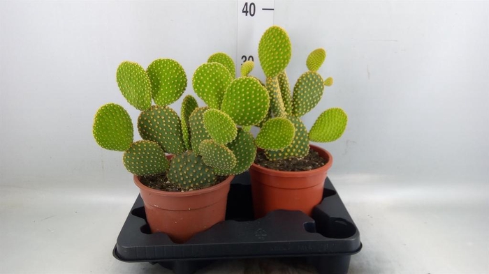 <h4>Opuntia microdasys var. pallida</h4>
