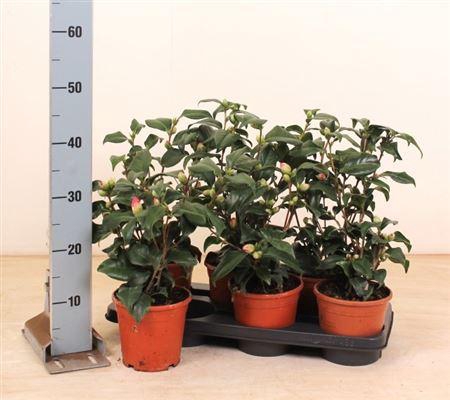 <h4>Came Japonica 15+</h4>