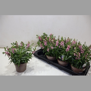 Ang Se Lavender