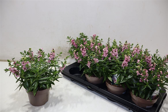 <h4>Ang Se Lavender</h4>