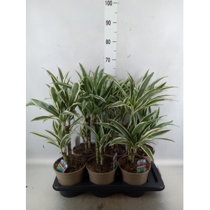 Dracaena fr de 'White Stripe'