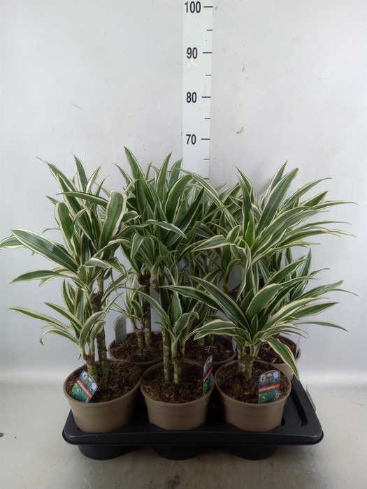 <h4>Dracaena fr de 'White Stripe'</h4>