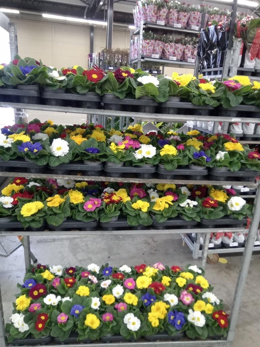 <h4>Primula ac.   ...mix</h4>