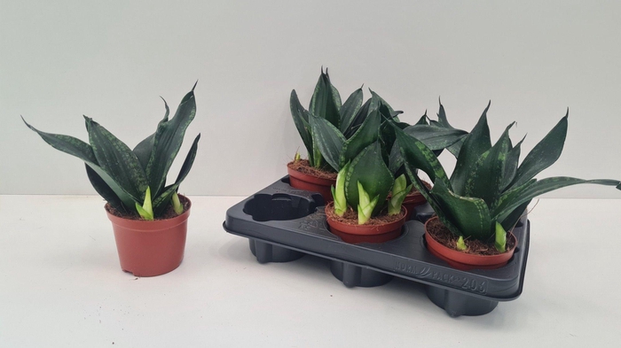 <h4>SANSEV HAHNII</h4>