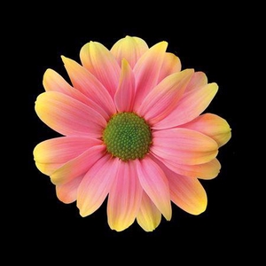 Chr T Kennedy Sunshine