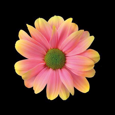 <h4>Chr T Kennedy Sunshine</h4>