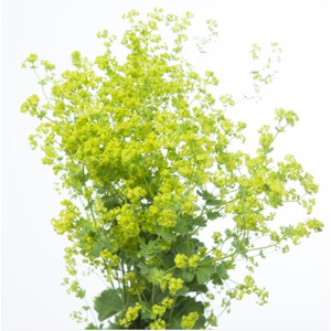 Alchemillia Mollis