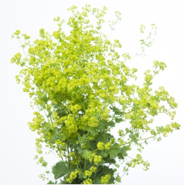 Alchemilla mollis 'Robustica'