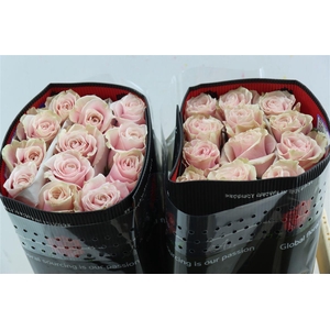R Gr Pink Mondial