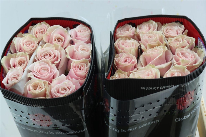<h4>R Gr Pink Mondial</h4>