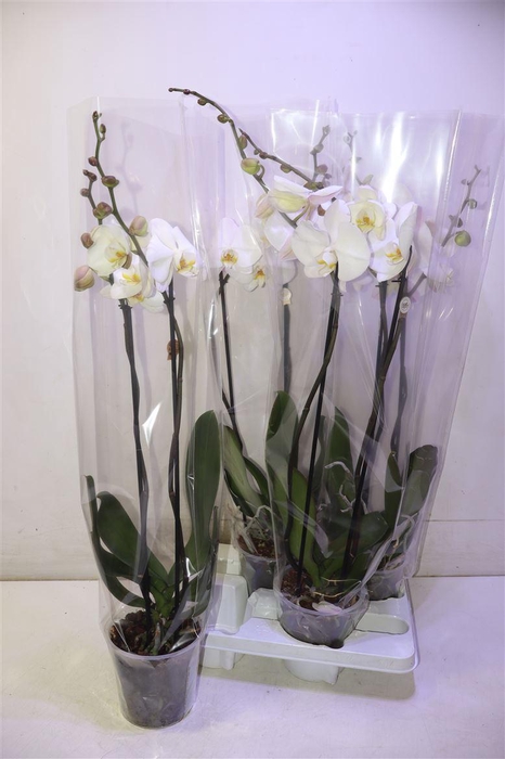 <h4>Phal Ov Wit</h4>