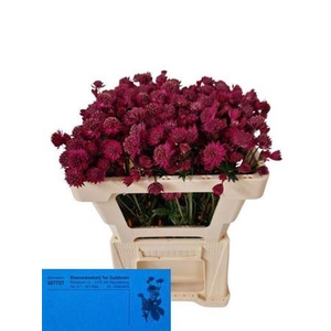 ASTR RED JOYCE