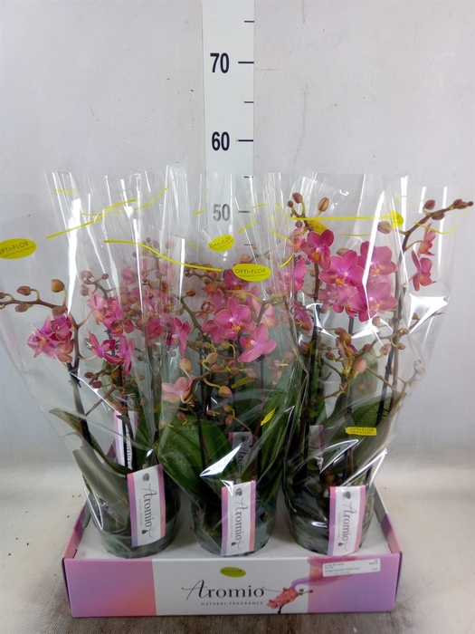 <h4>Phalaenopsis multi.   ...orange</h4>