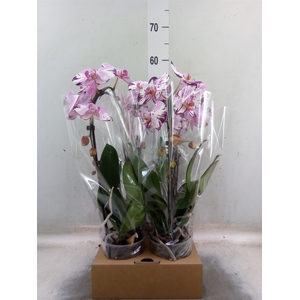 Phalaenopsis  'Elegant Cascade'