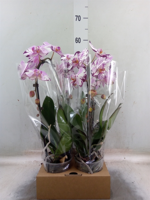 <h4>Phalaenopsis  'Elegant Cascade'</h4>