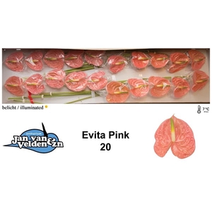 Anth A Evita Pink 9 cm X20 Jan van Velden